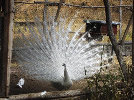 Pavo real blanco